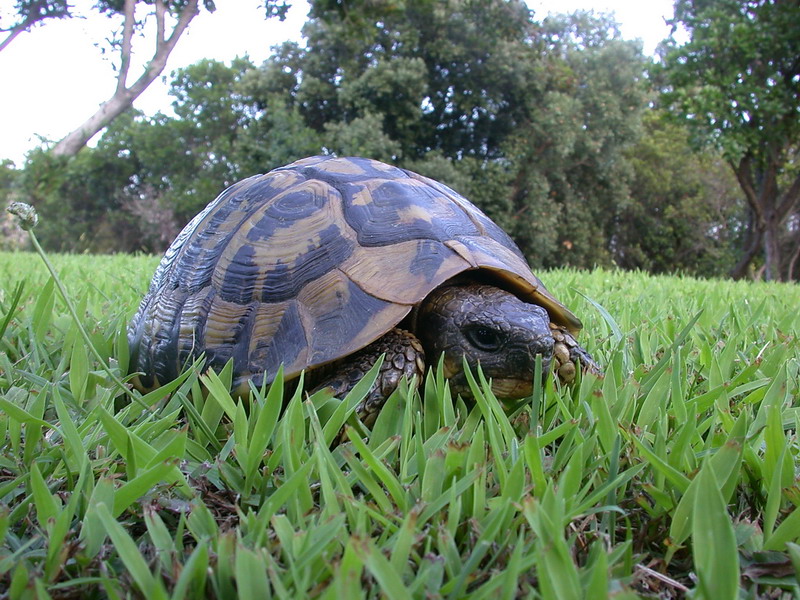 Testudo hermanni hermanni -Tartaruga corsa - A cuppulata